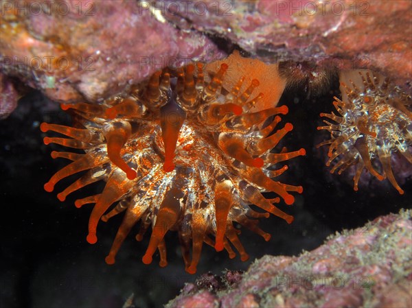 Club-tipped anemone