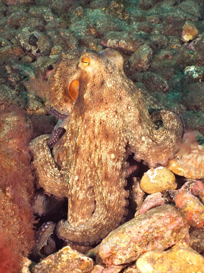 Common octopus