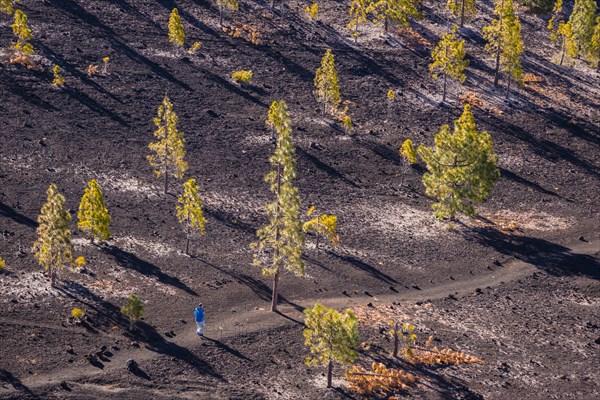 Canary Island pines