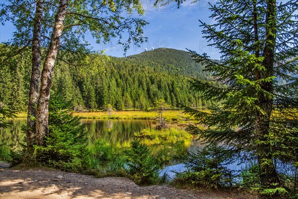 Nature reserve Kleiner Arbersee with floating islands and Grosser Arber 1456m