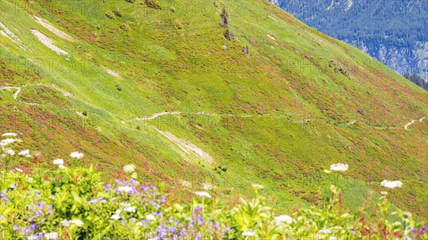 Hiking trail through blooming alpine roses