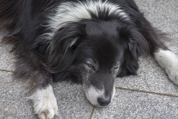 Portrait of an old Border Colly