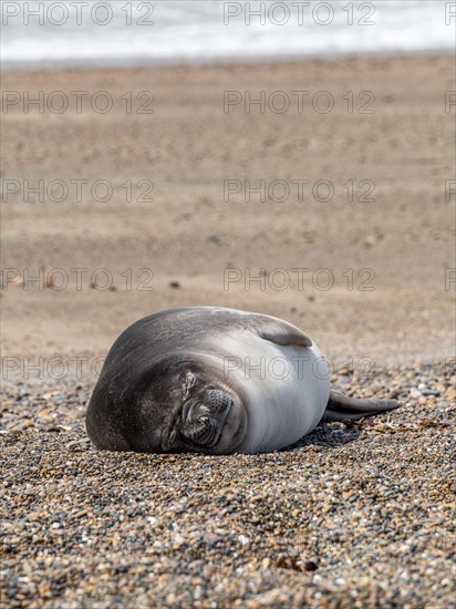 Southern elephant seal