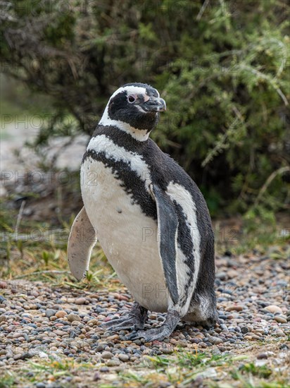 Magellanic penguin