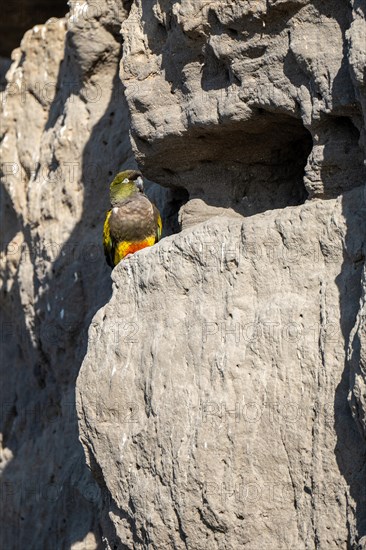 Rock parakeet