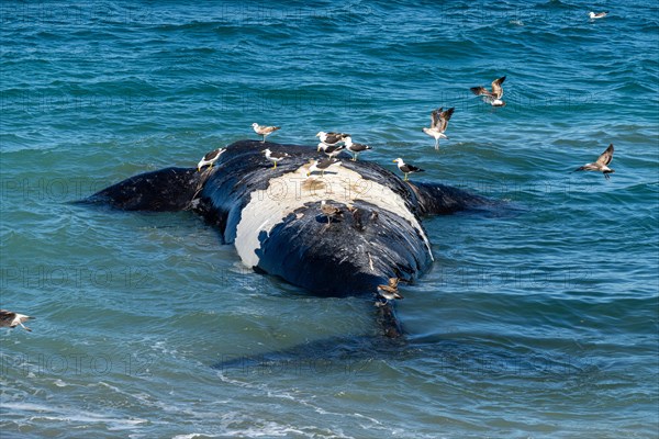 Southern right whale