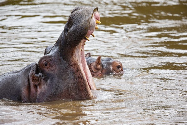 Hippopotamus