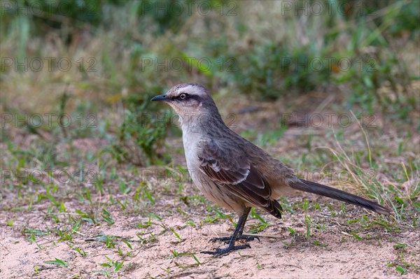 Chalk-browed Mockingbird