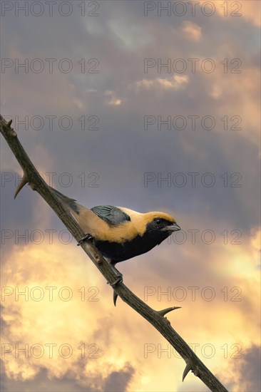 Burnished-buff Tanager