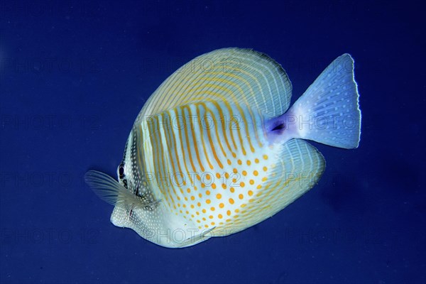 Desjardin's sailfin tang