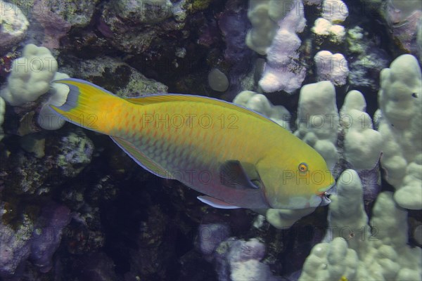 Steephead parrotfish