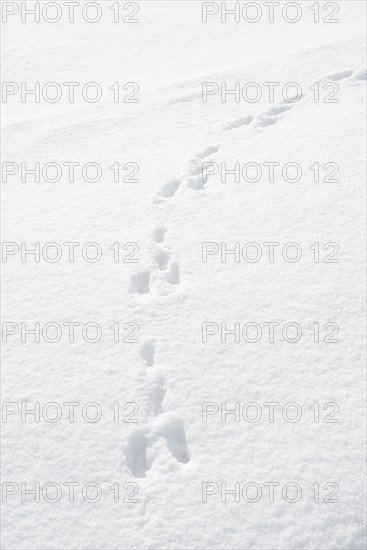 Track of a brown hare