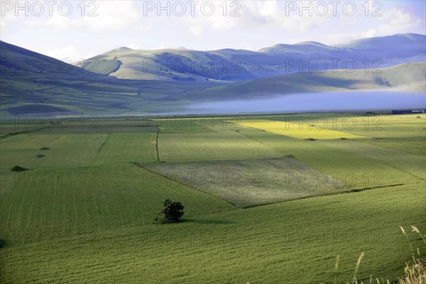 Piano Grande plain