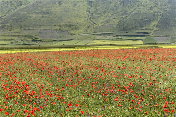 Poppy flowers