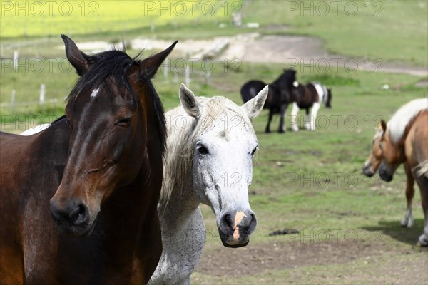 Grey horses and other horses