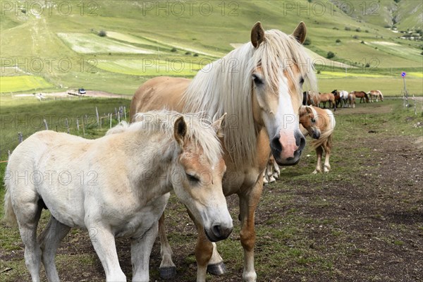 Haflinger horses and others