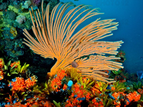 Orange flagellar sea fan