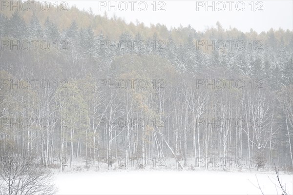 Forest in winter with snow