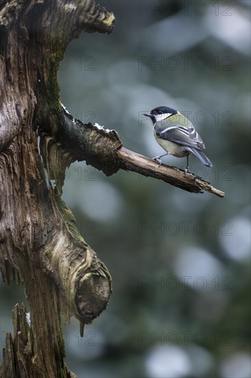 Great Tit