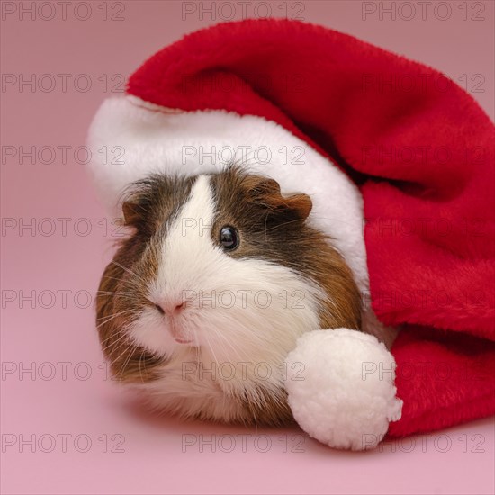 Cute guinea pig wearing red hat