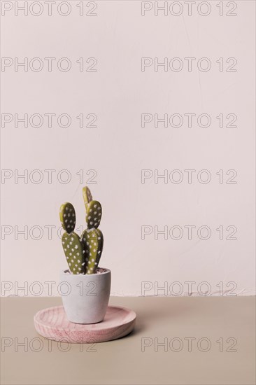 Decorative cactus inside minimal vase