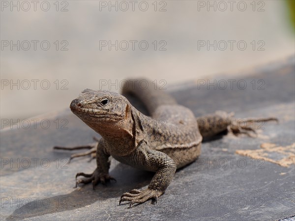 Gran Canaria giant lizard