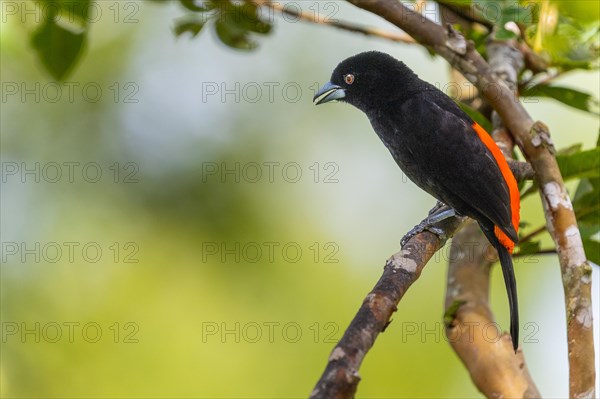 Fire-rumped Tanager