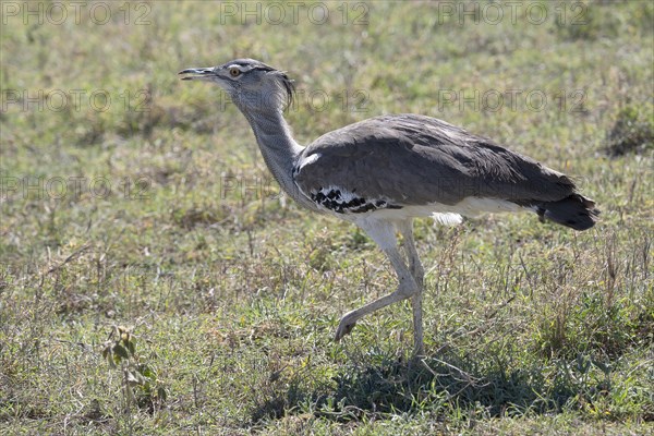 Kori bustard