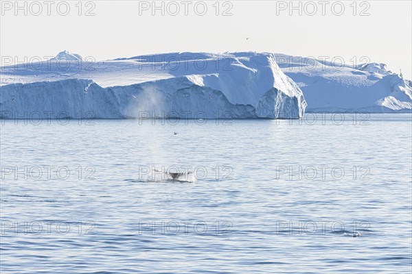 Fluke of a diving humpback whale