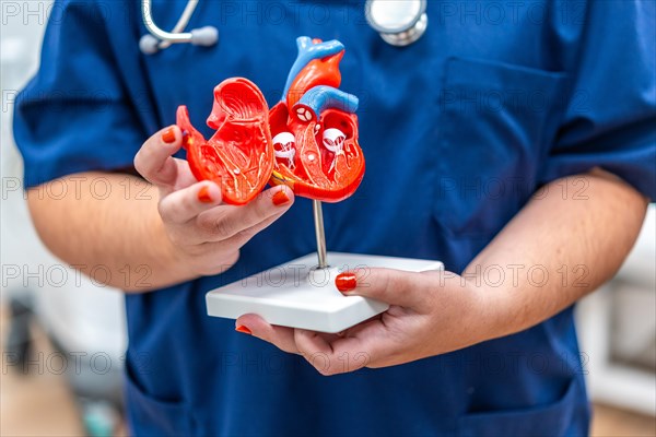 Close-up photo of a cardiologist holding a plastic heart shape model that helps to give information