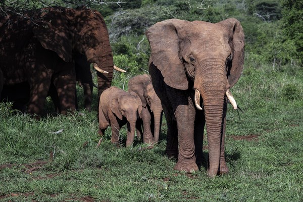 African elephant