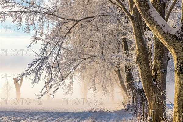 Line of frosty beech trees by a field in the countryside in a cold winter