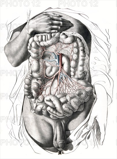 Human anatomy