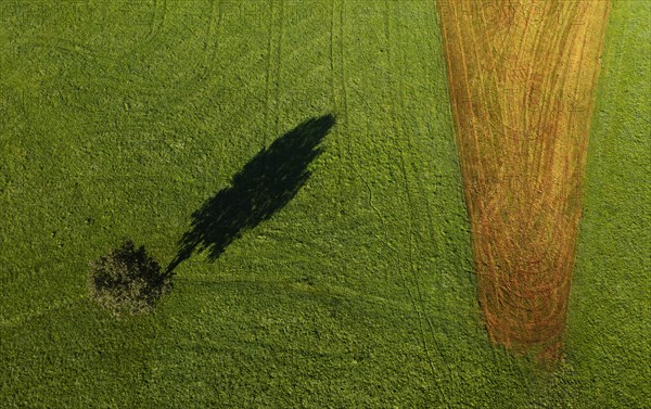 Drone image of a single tree casting a shadow on a green meadow with a mown maize field