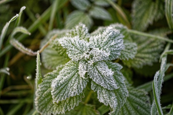 Hoarfrost