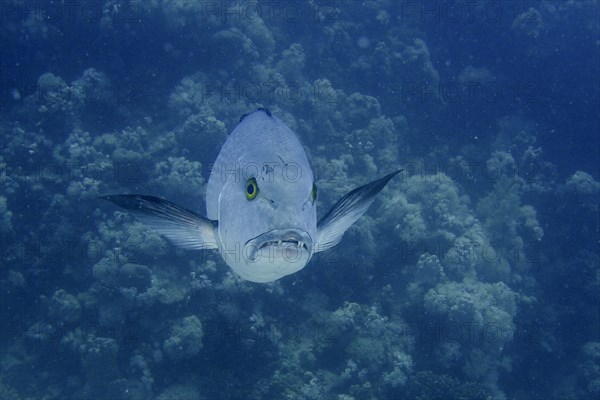 Two-spot red snapper