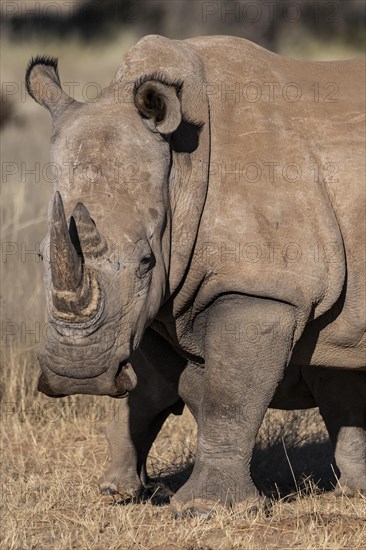 White rhinoceros