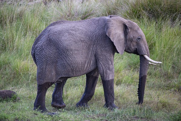 African elephant