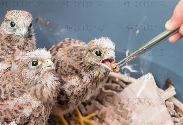 Three young common kestrels