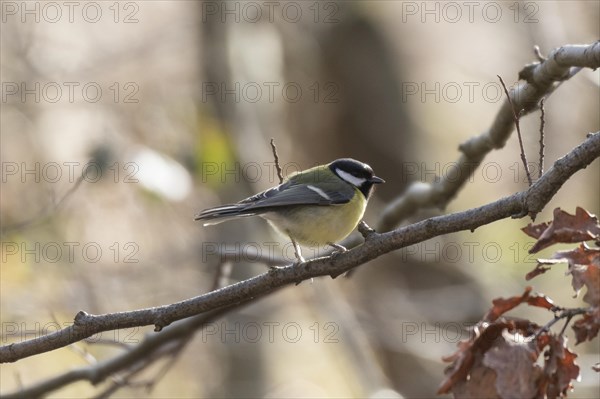 Great tit