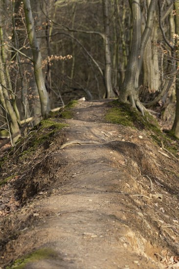 Hiking trail through the forest in the Duvenstedter Brook nature reserve