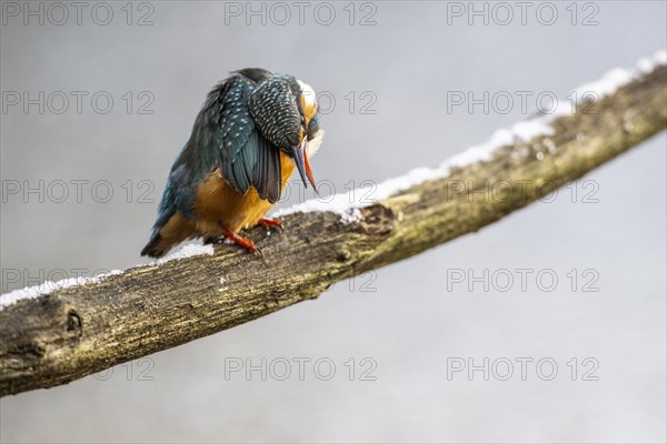 Common kingfisher