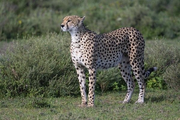 Cheetah