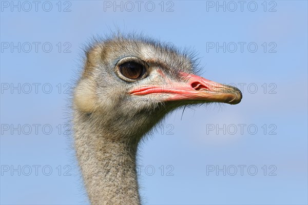 Common ostrich