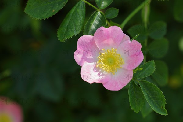 Dog rose