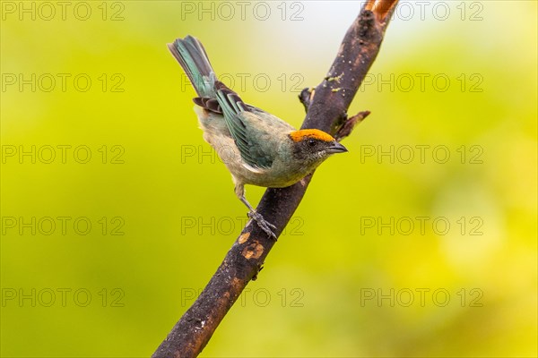 Red-crowned tanager