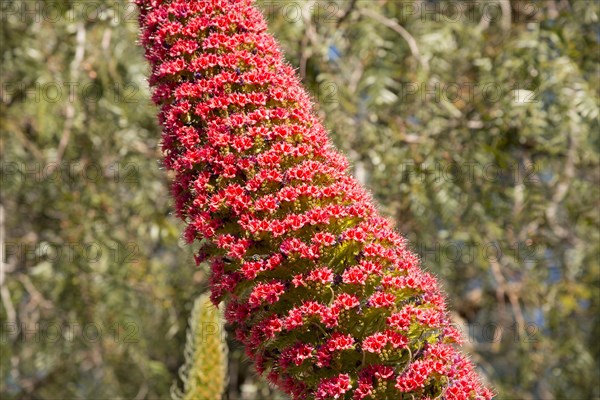 Wild viper's bugloss