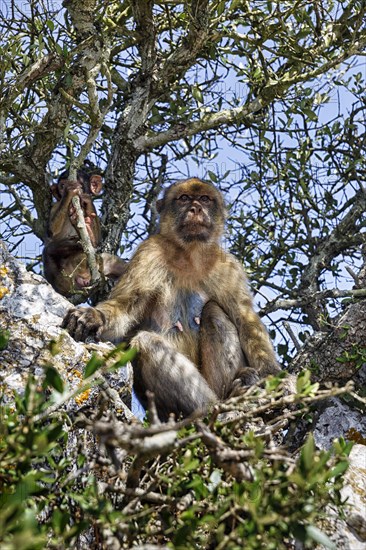 Barbary macaque