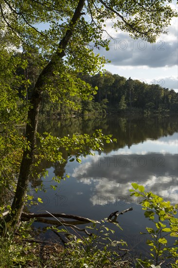 View of a lake in the forest. Germany