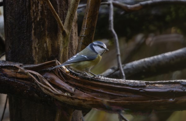 Blue tit